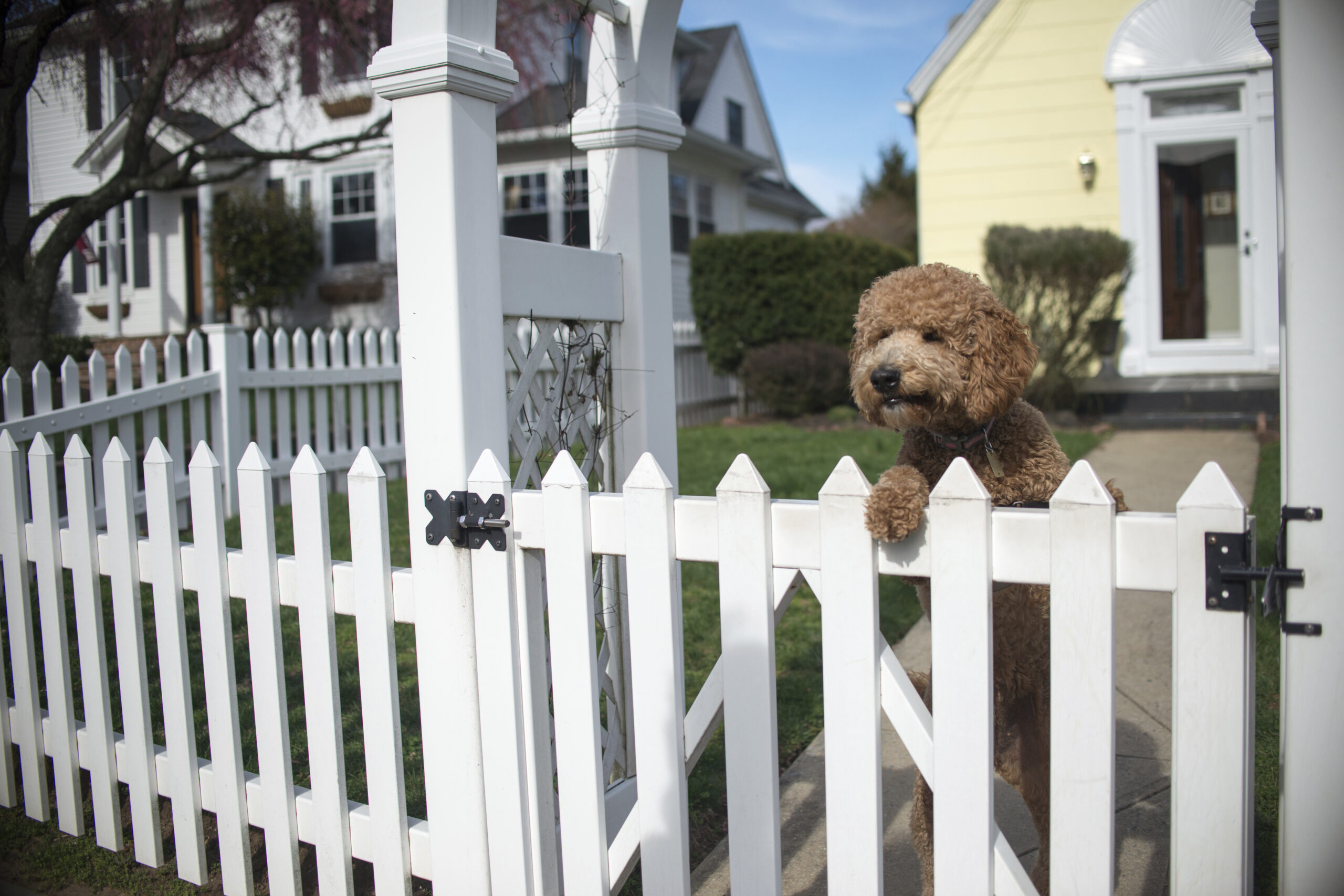 Dog leaning over a white picket fence in a suburban yard, showing a custom fencing style in the San Fernando Valley