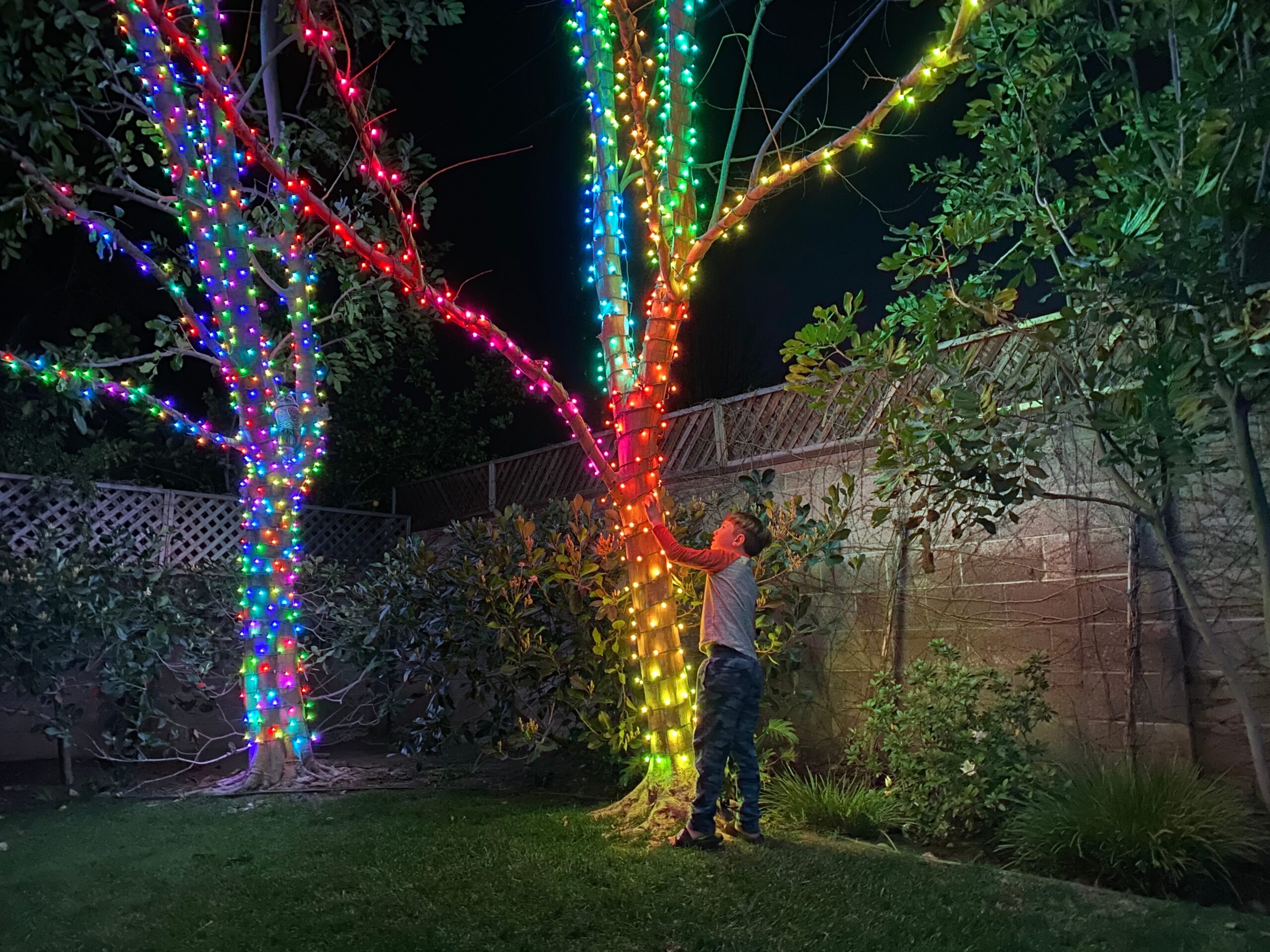 Boy touching a backyard tree wrapped in colorful string lights, landscape lighting on display at night in the San Fernando Valley