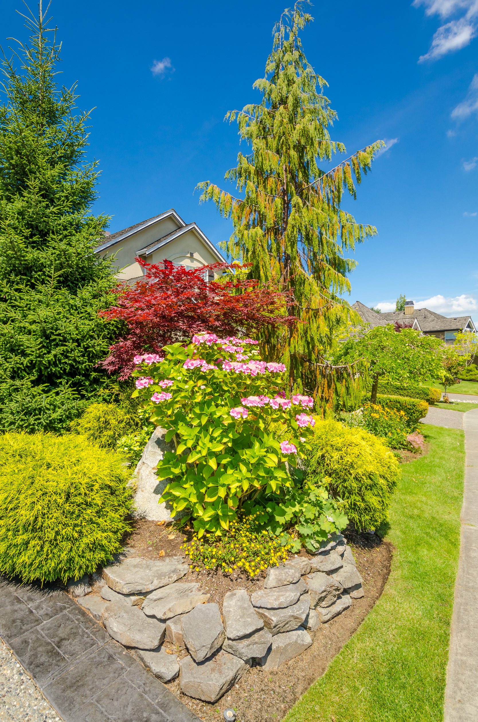 Colorful front garden bed with a red Japanese maple, pink hydrangeas, and conifers in drought-tolerant landscaping in the San Fernando Valley