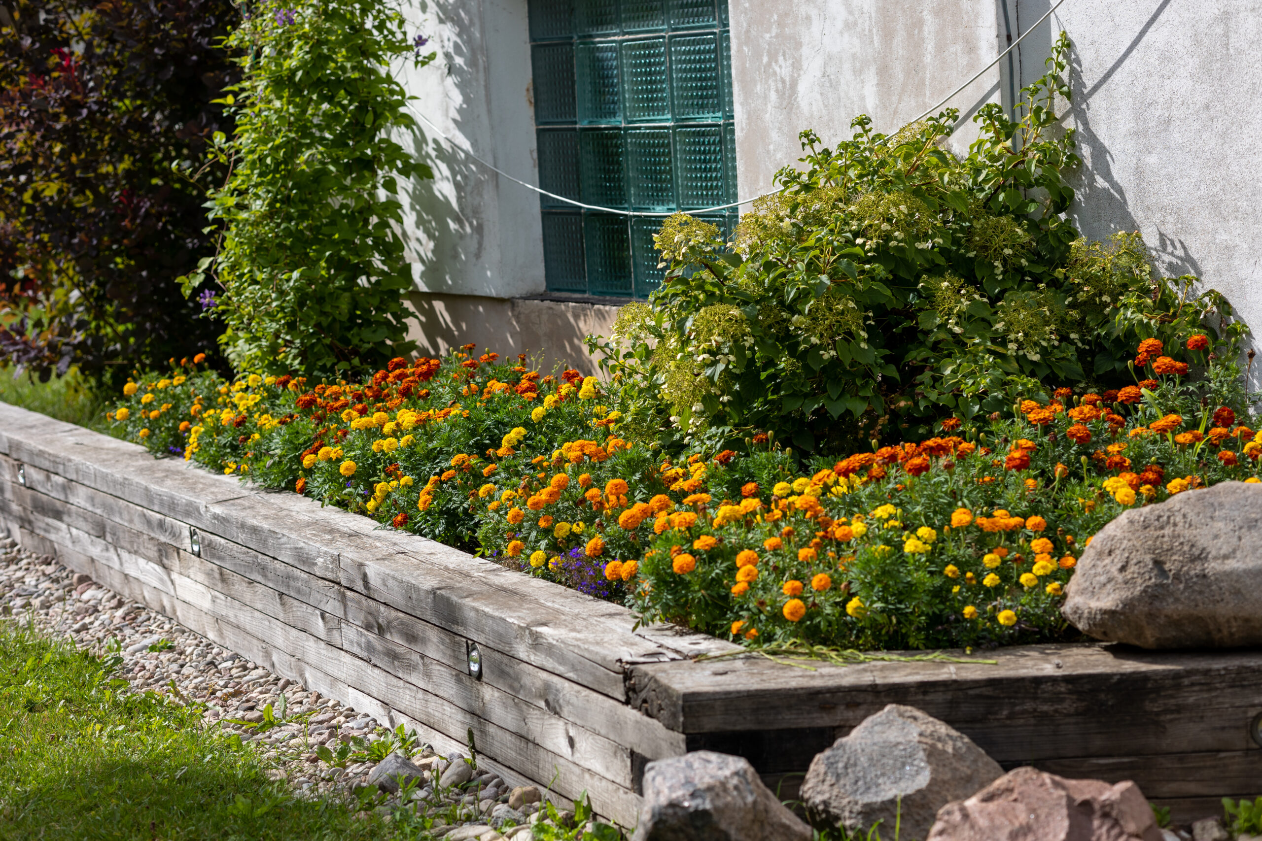 Marigold flower bed landscaping with orange and yellow blooms and green shrubs along a house wall in the San Fernando Valley