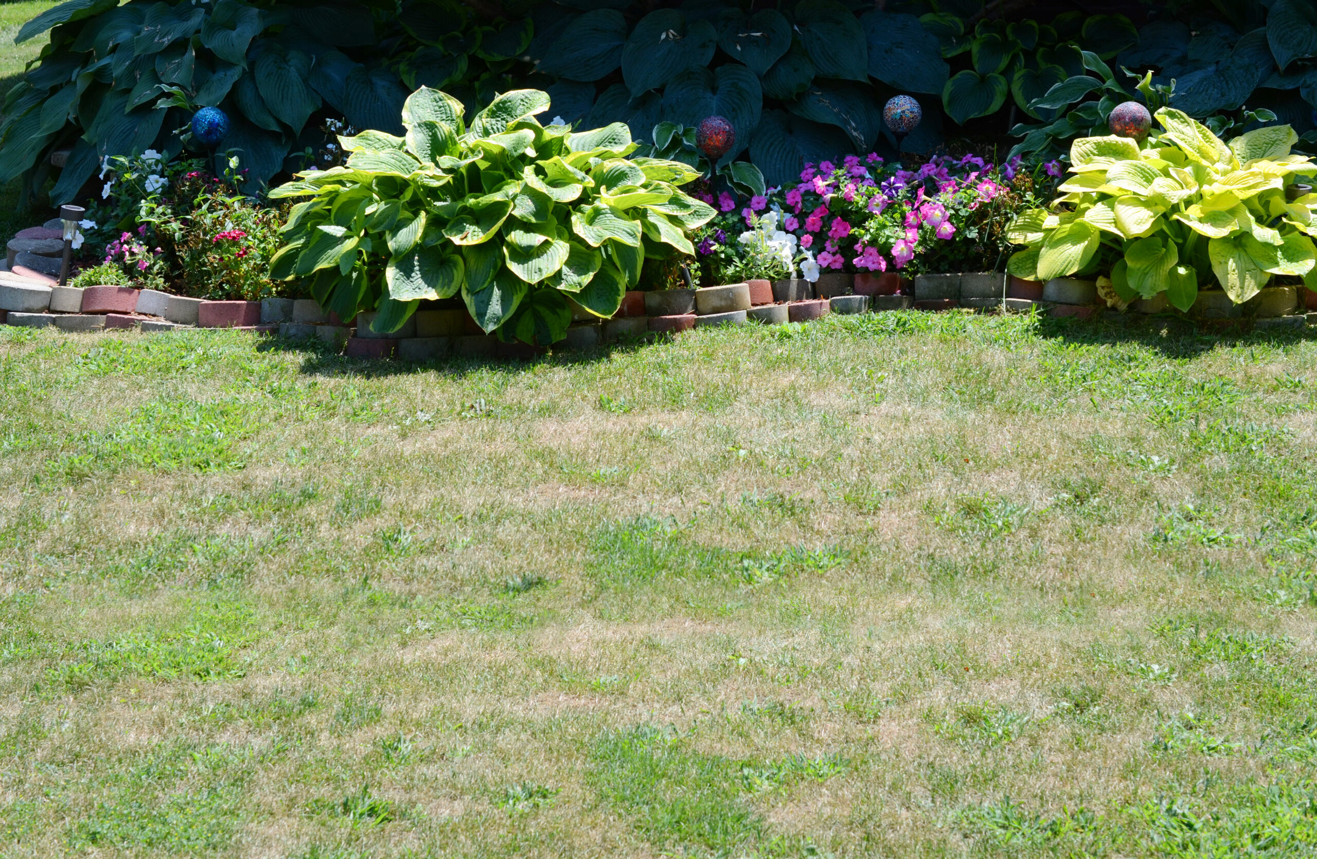 Patchy, drought-stressed lawn in front of a lush flower border, a yard ready for drought-tolerant landscaping in the San Fernando Valley