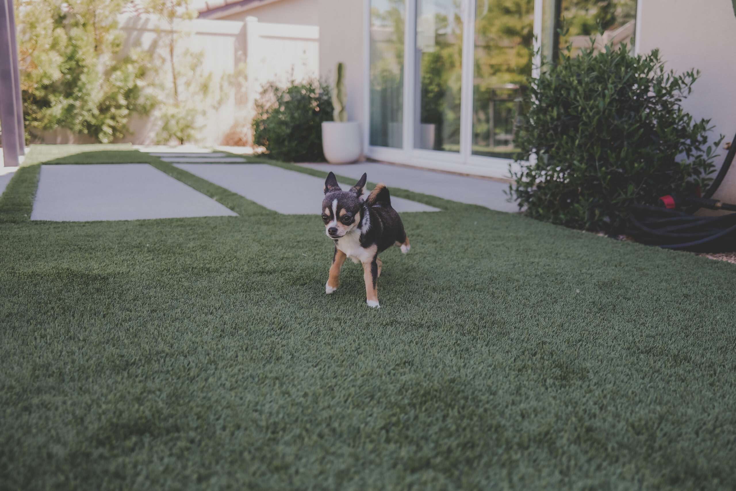 Small dog running across an artificial turf lawn in a San Fernando Valley backyard