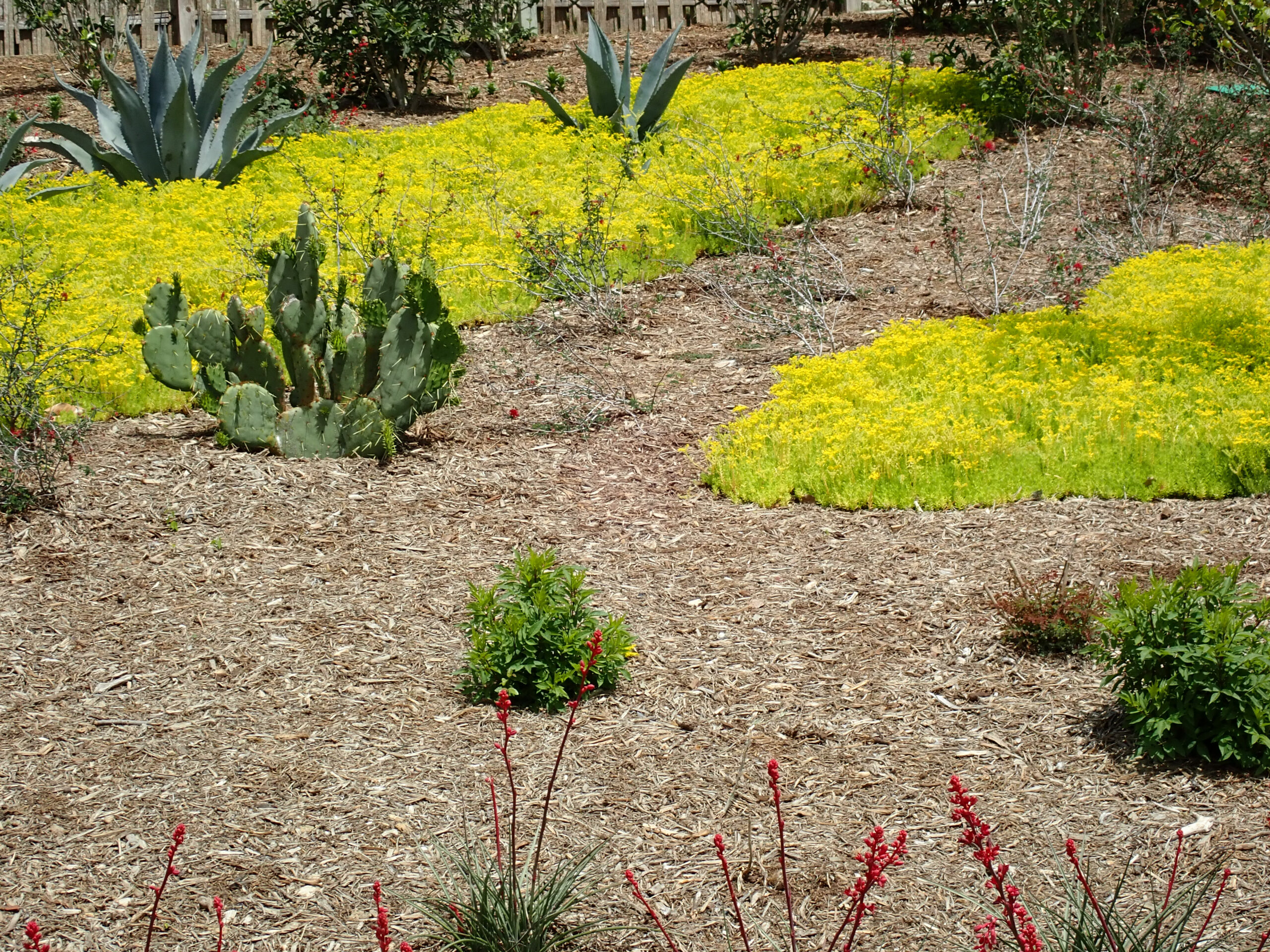Drought-tolerant landscaping with yellow flowers and cactus plants growing in a sunny garden bed in the San Fernando Valley